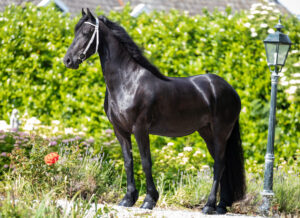 Vlinder Applonia
