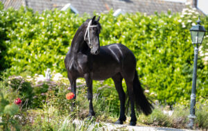 Vlinder Applonia