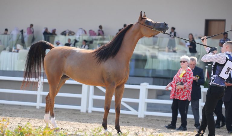 Falha Al Shaqab